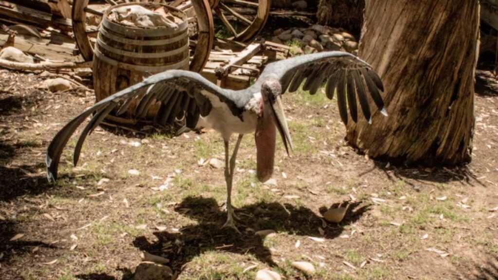 The Evolution of Crocolini: Tracing Their Ancestry Through Time
