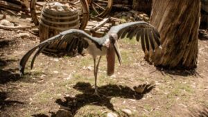 The Evolution of Crocolini: Tracing Their Ancestry Through Time