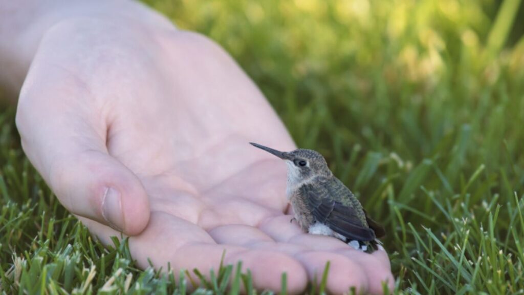 Conservation Efforts for Prostaviive Colibrim: Protecting