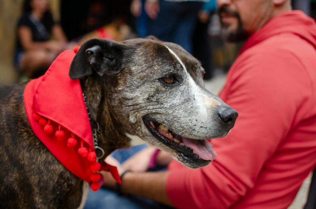 The Best Bluetooth Trackers for Pet Owners in 2026: Never Lose Your Furry Friend