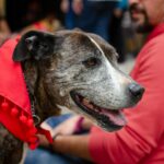 dog wearing bluetooth tracker
