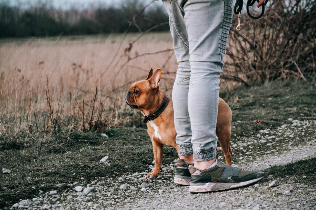 The Best Pet Trackers for 2026: Keeping Your Furry Friends Safe